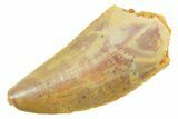 Serrated Raptor Tooth - Real Dinosaur Tooth #364874-1